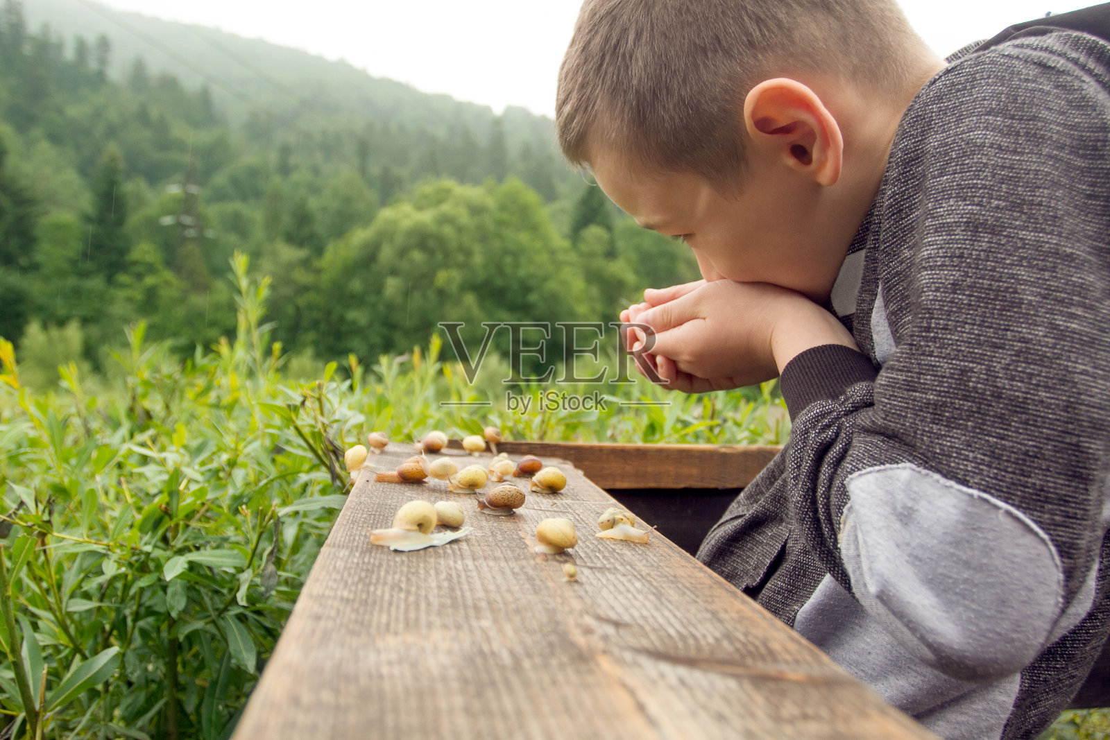 《快乐的男孩》和《木板上的蜗牛》。大自然中蜗牛的野生生活。男孩发现自然照片摄影图片