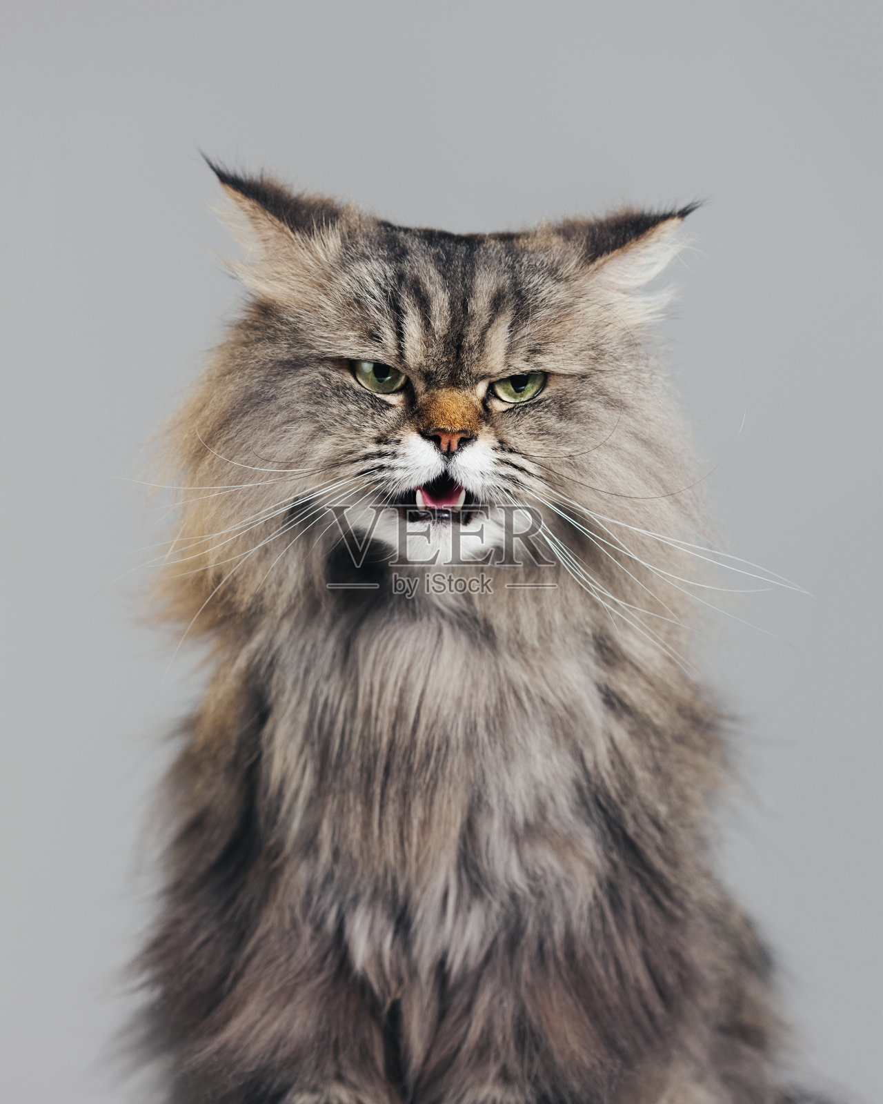 纯种波斯猫的工作室肖像看一边与嘴张开照片摄影图片