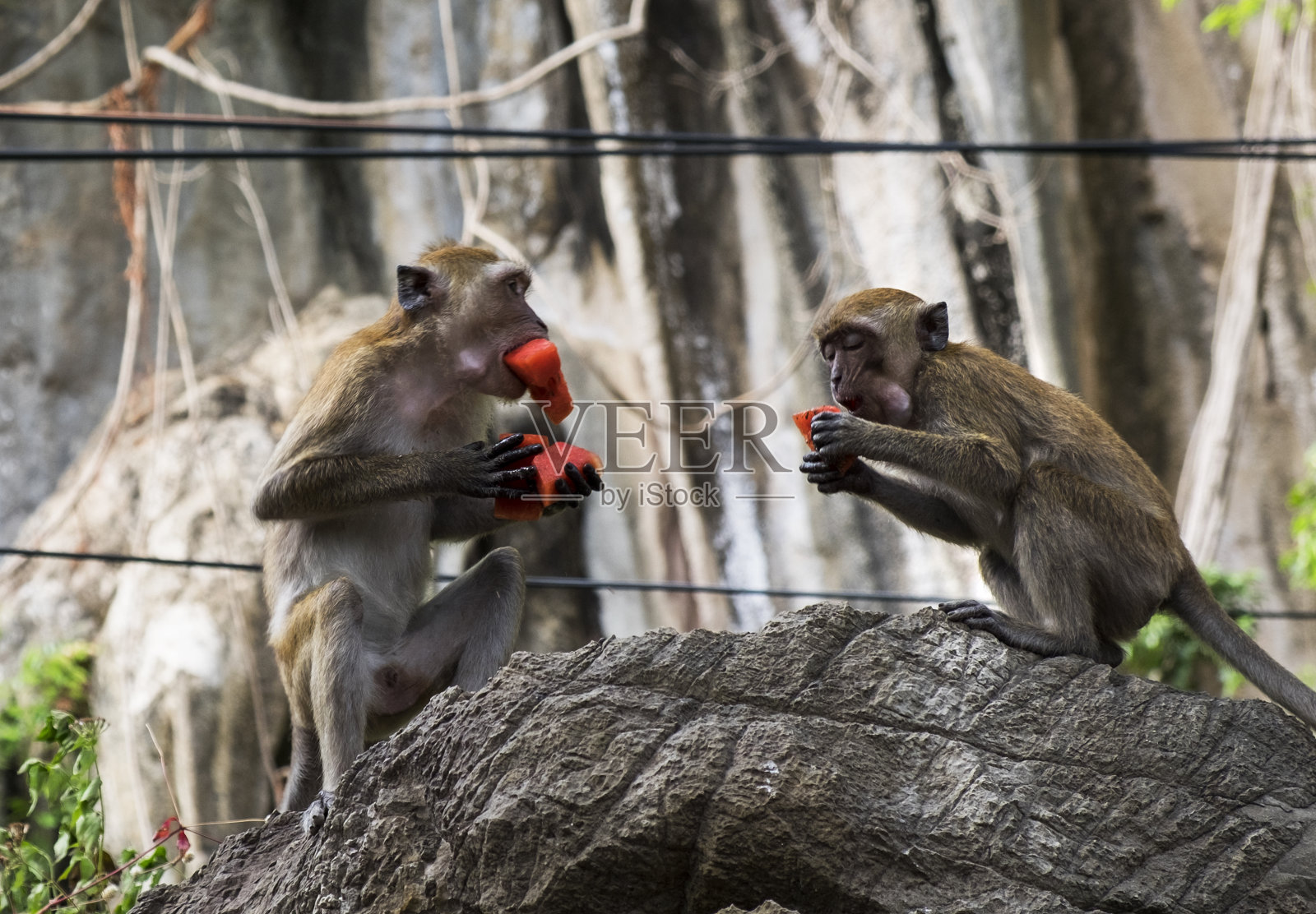 猴子吃西瓜照片摄影图片