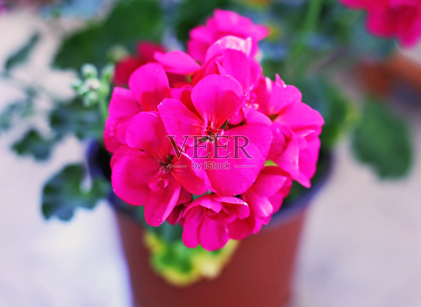 近距离的盛开的粉红色天竺葵花在花园里-春天的花照片摄影图片