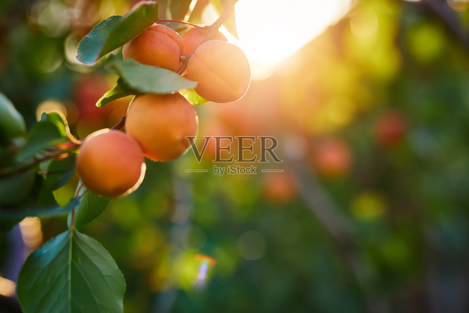 树枝上一串成熟的杏子照片摄影图片
