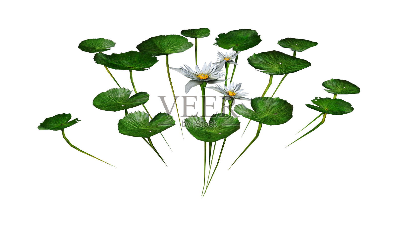 3D插图绿色睡莲植物在白色照片摄影图片