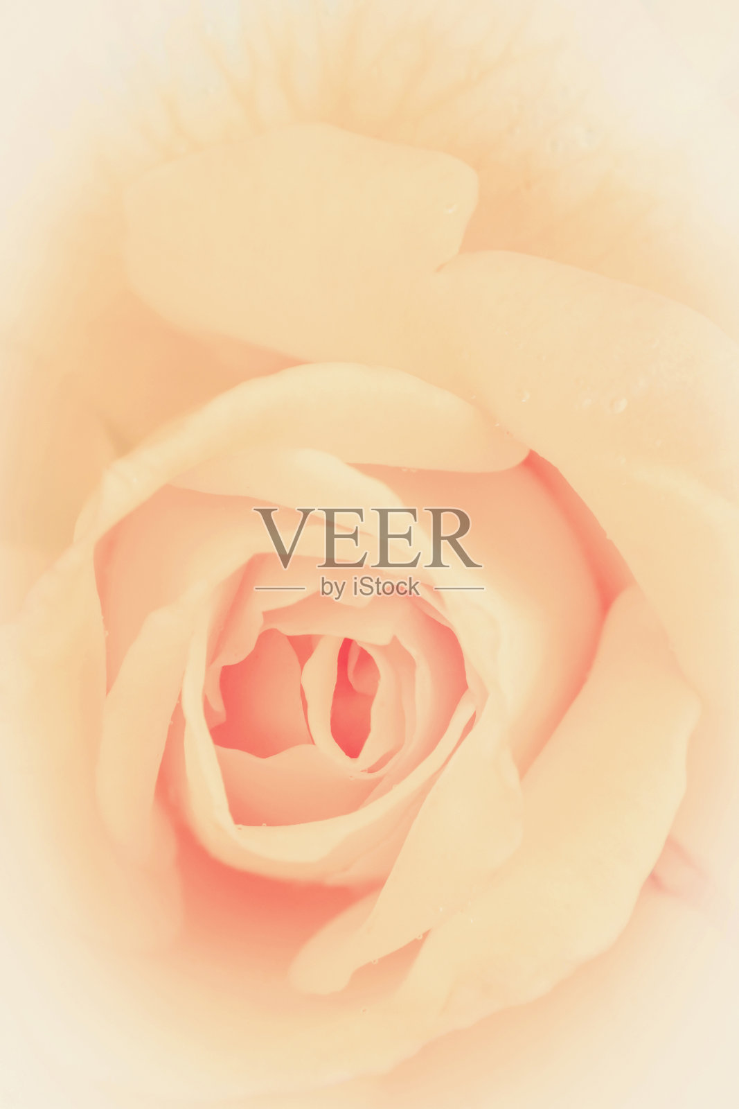 盛开的娇嫩玫瑰为背景。色彩柔和的花卡片照片摄影图片