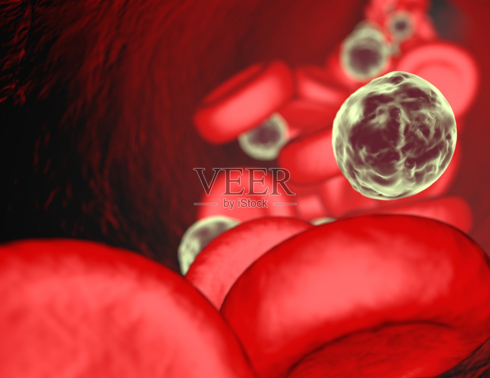 血管中流动的血液是红细胞和白细胞。照片摄影图片