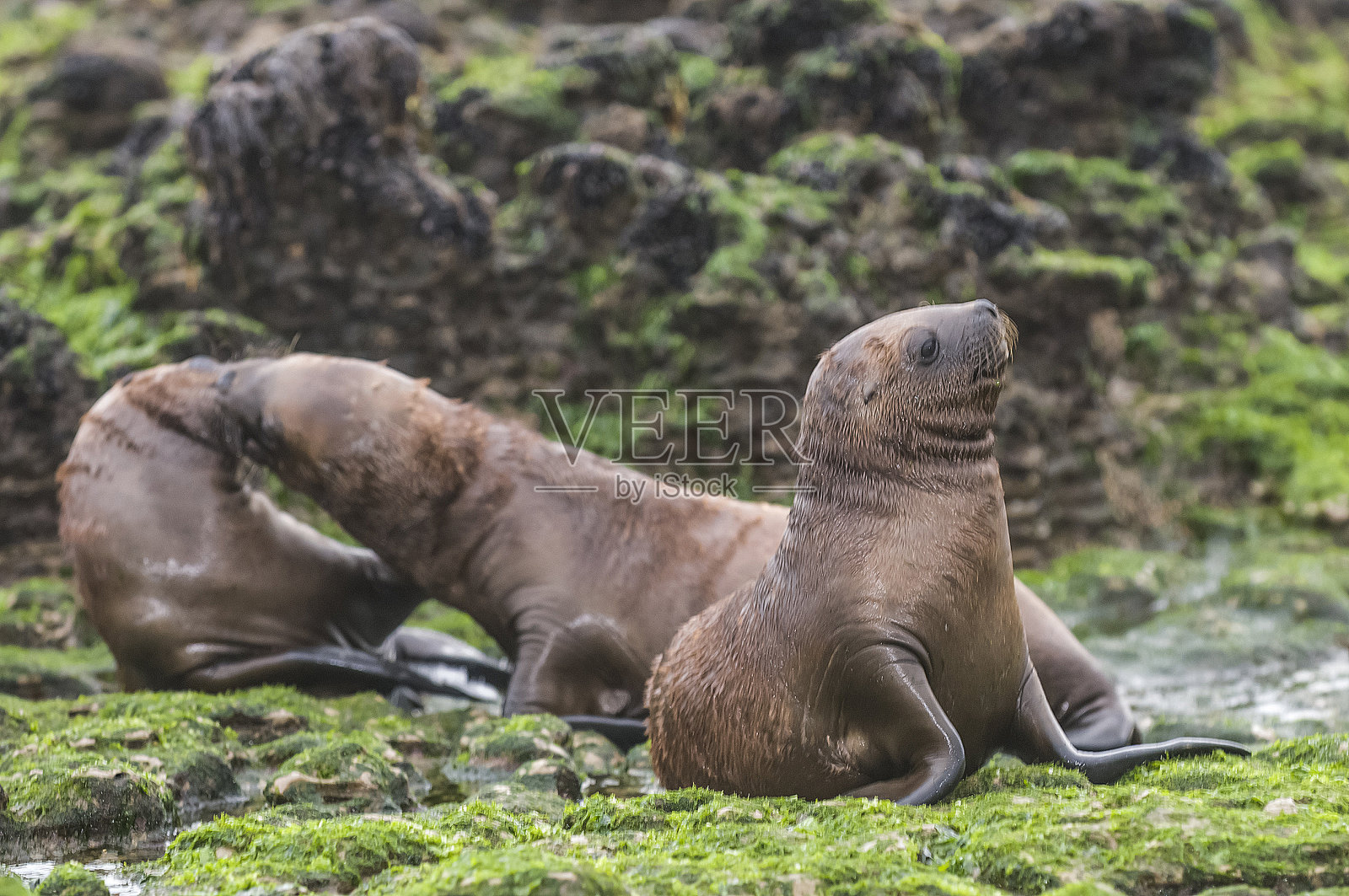海狮幼崽照片摄影图片