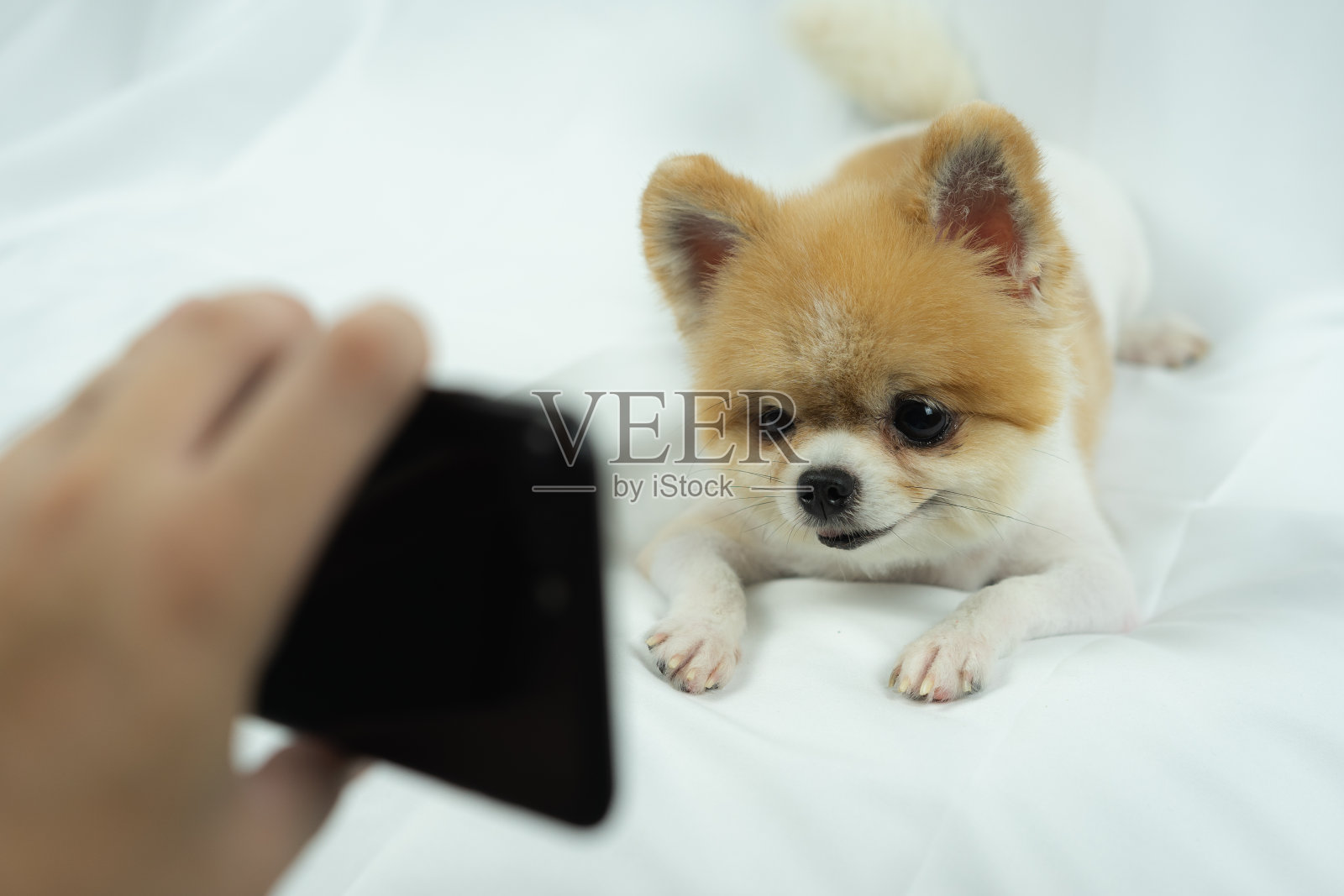 博美犬在床上看智能手机，动物和科技概念。照片摄影图片
