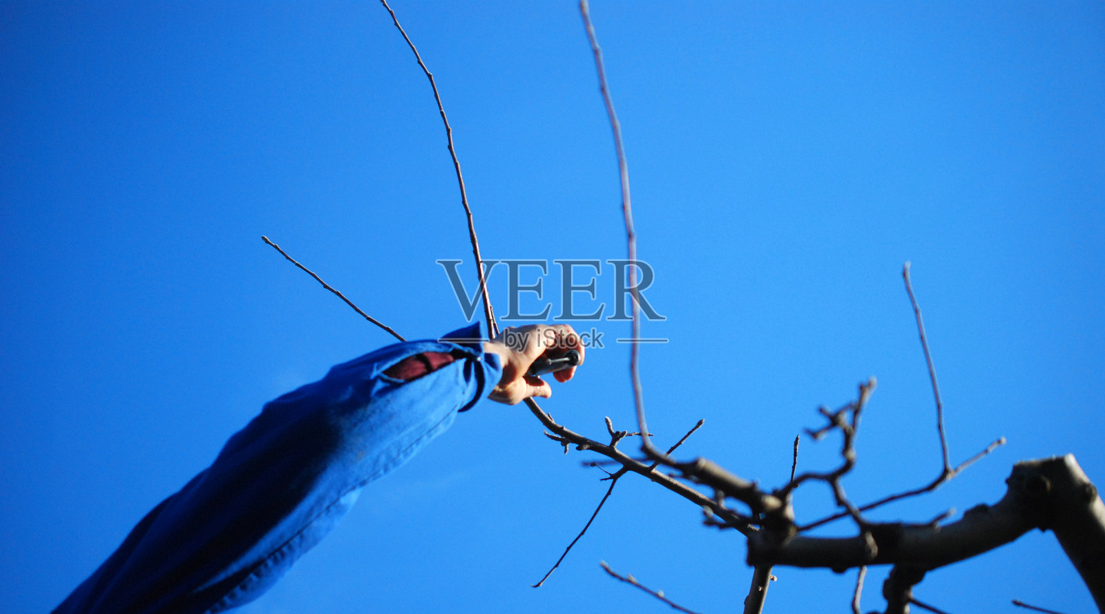 修剪苹果树在三月中旬的形象照片摄影图片