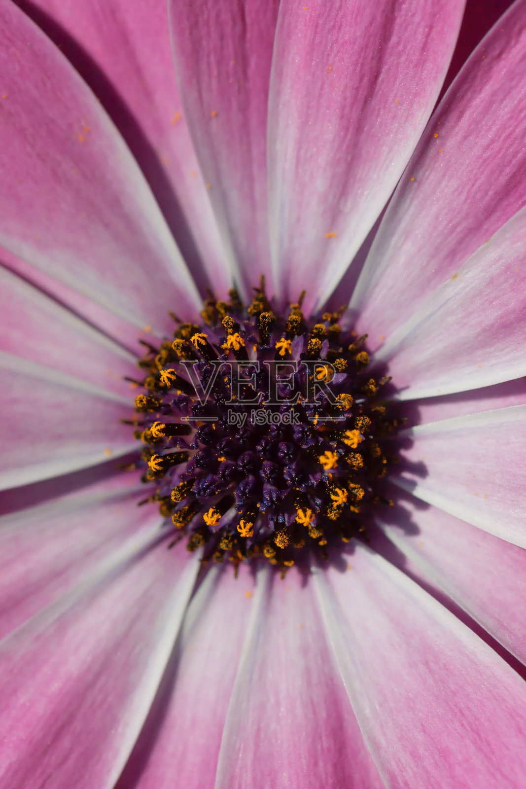 一种粉红色双形花的细节照片摄影图片