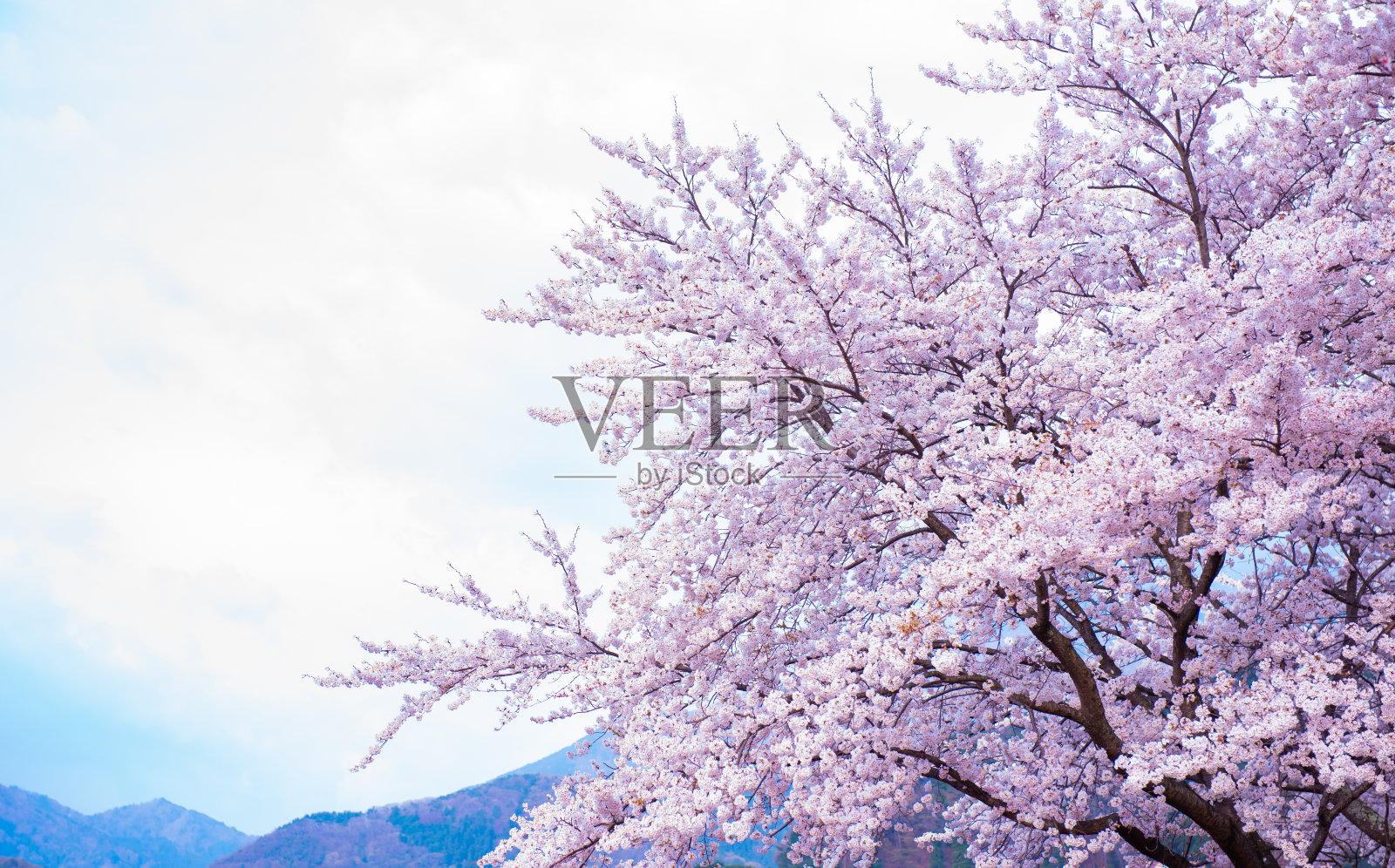 日本的樱花。春天，花园里盛开的樱花。照片摄影图片