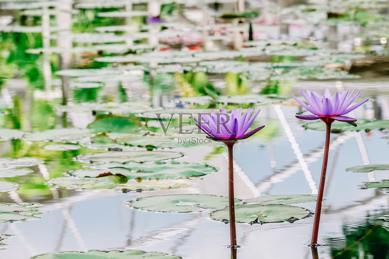 美丽的热带紫、紫、暹罗莲花或睡莲盛开在绿色的叶子中，反映着城市的水照片摄影图片