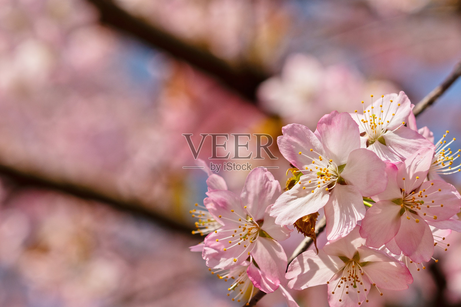 樱花日本的樱花照片摄影图片