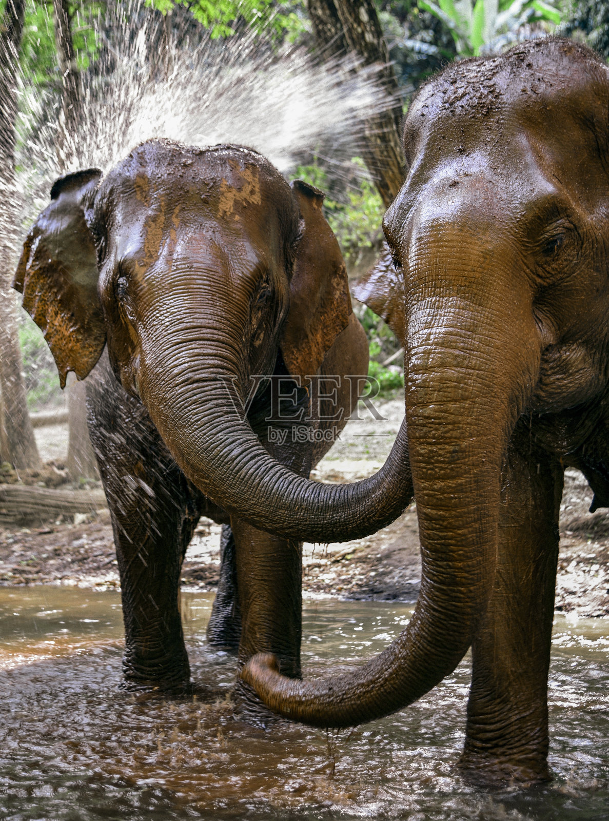 大象在泰国照片摄影图片