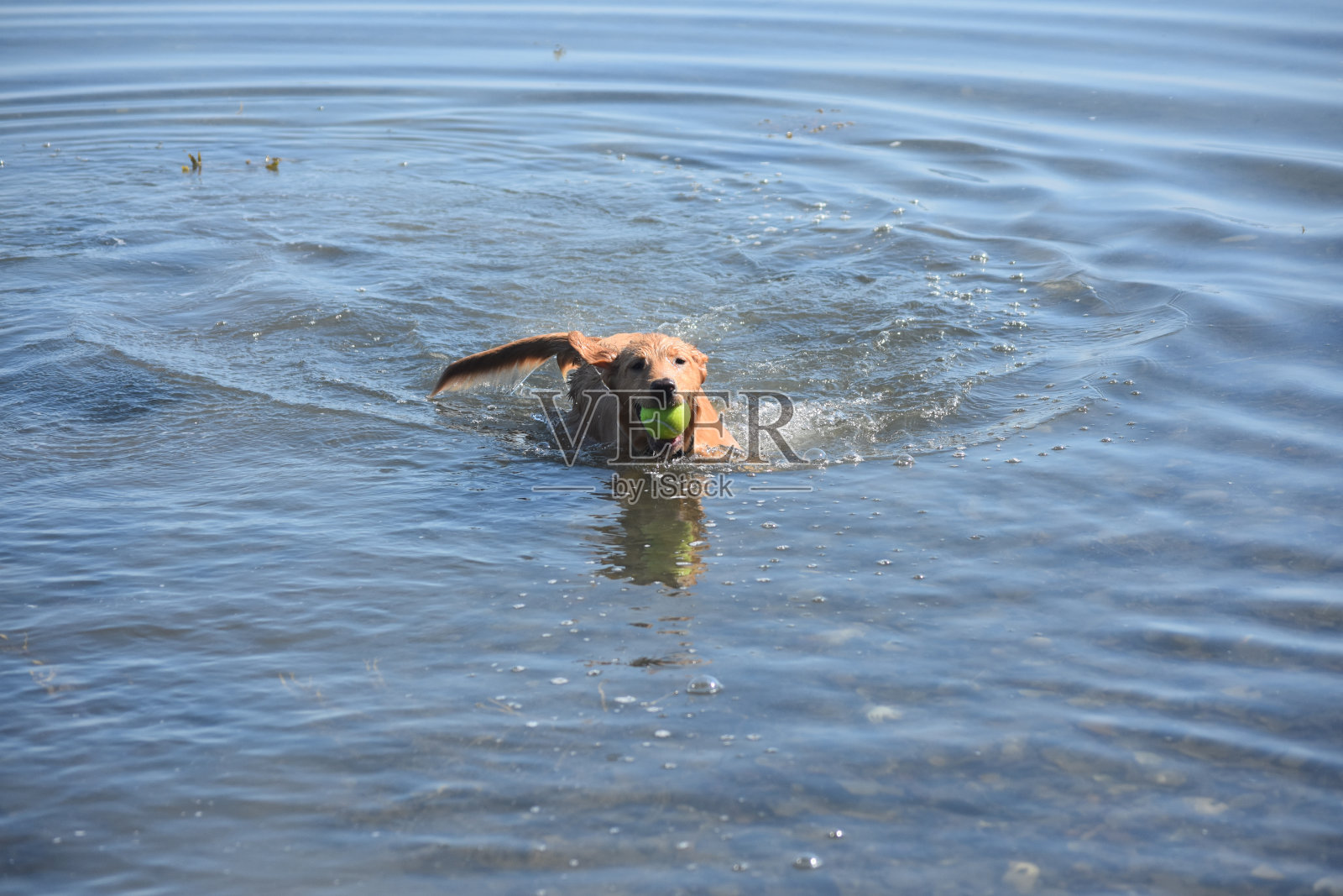 湿的小红鸭狗在水里照片摄影图片