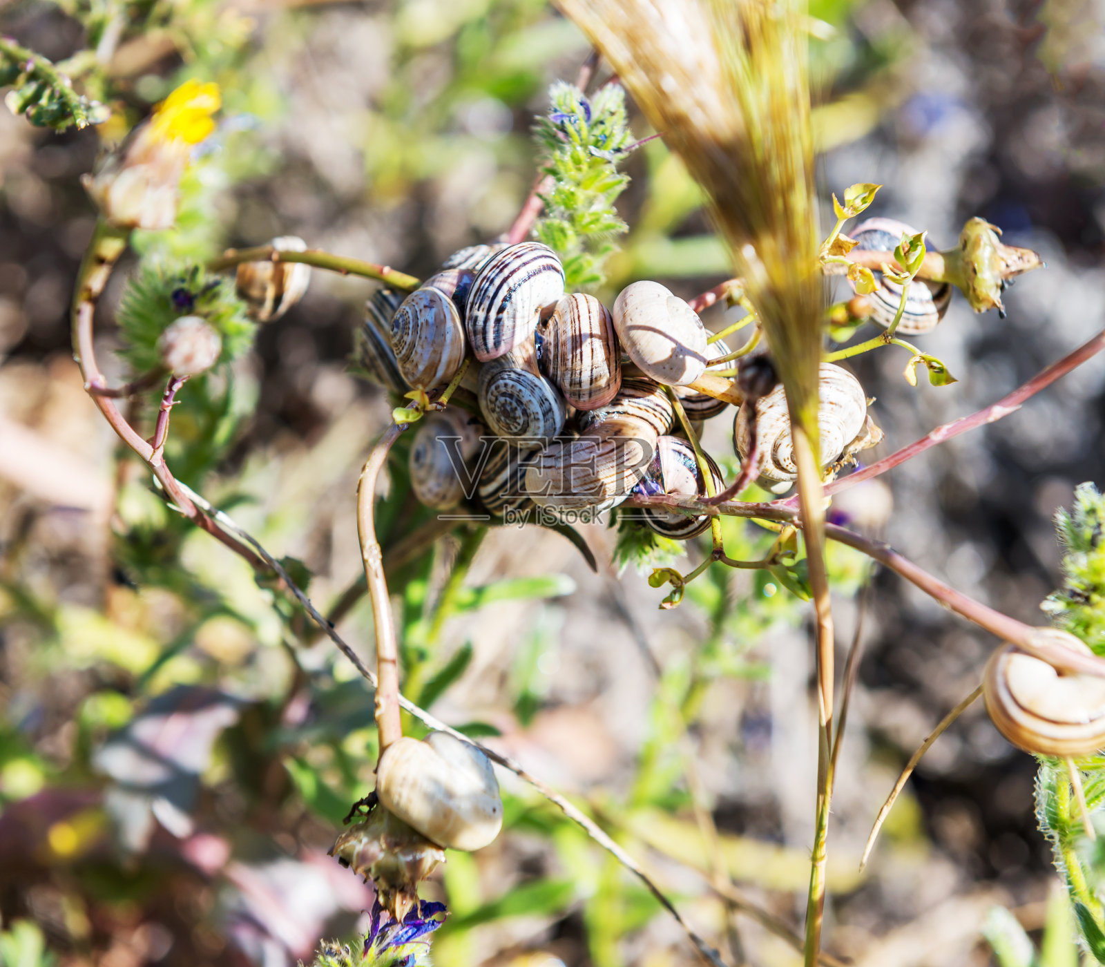 春天植物上有许多蜗牛。照片摄影图片