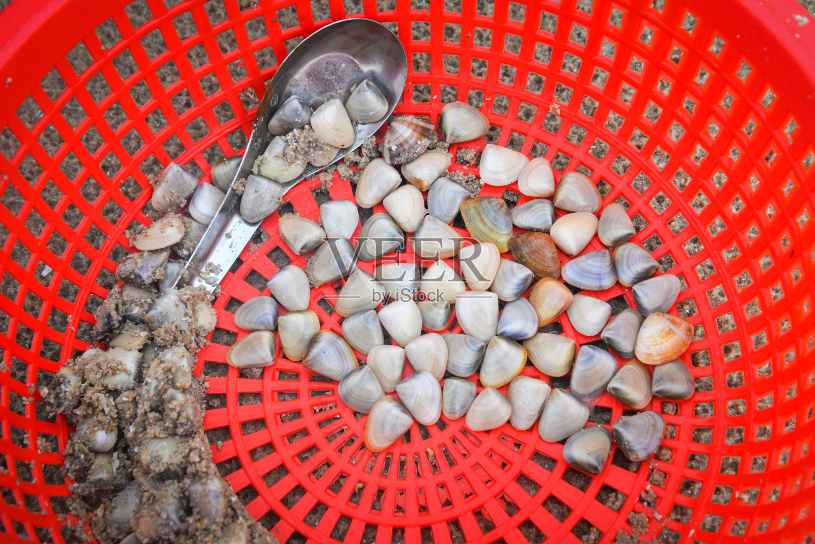 新鲜搪瓷维纳斯贝壳蚌从沙滩海在红色篮子照片摄影图片