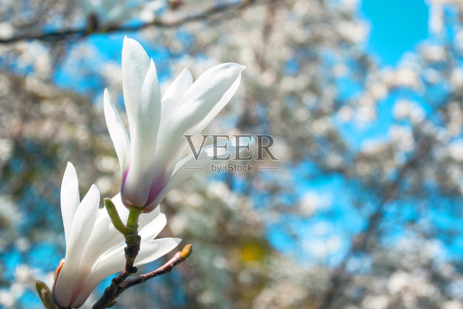 树枝上盛开的玉兰花映衬着明亮的蓝天，随着春天的来临，特写照片摄影图片