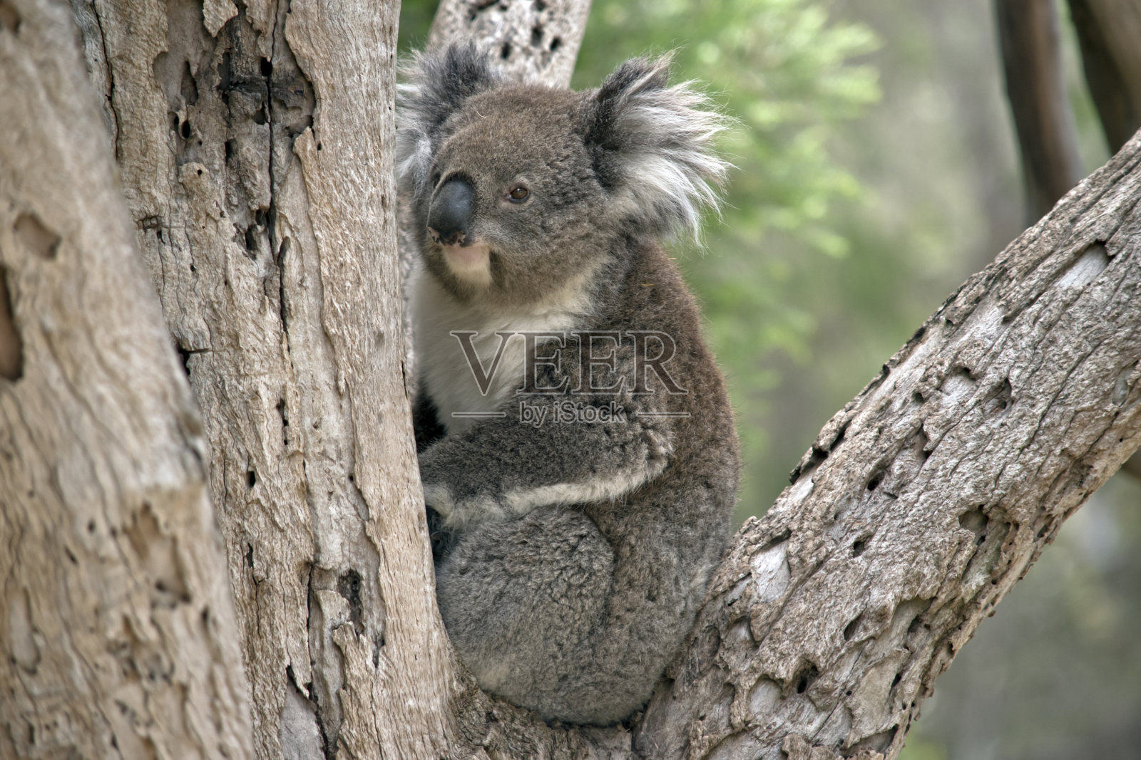 树上的一只澳大利亚考拉照片摄影图片