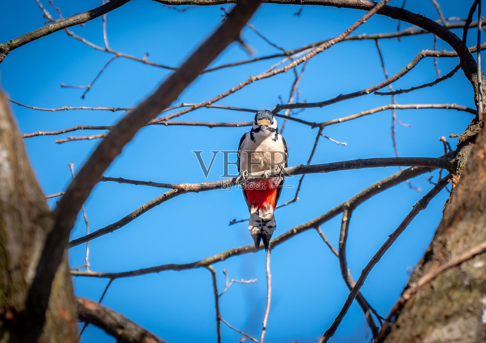 啄木鸟。照片摄影图片