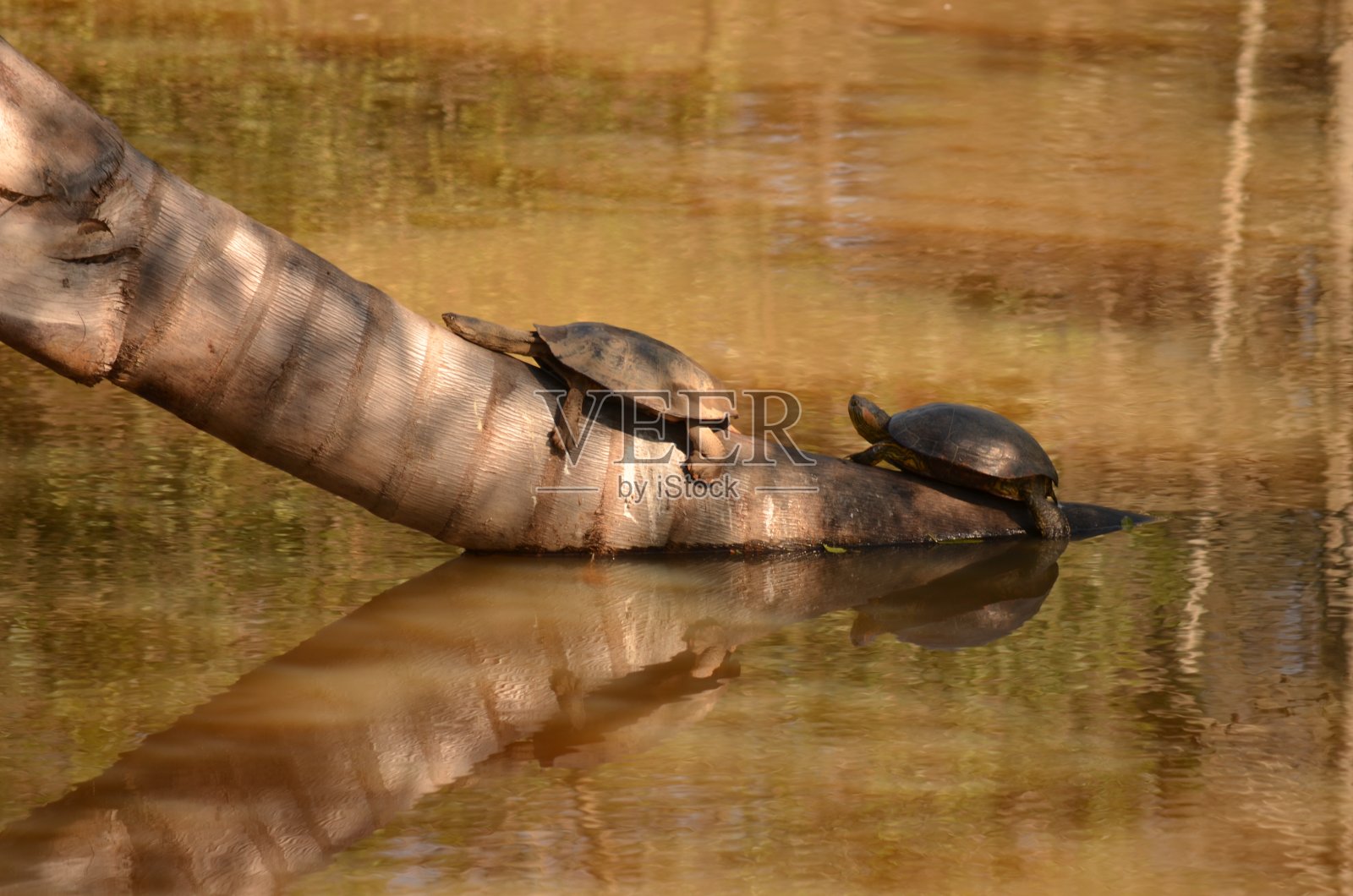 下午在湖中央的树干上休息的海龟照片摄影图片