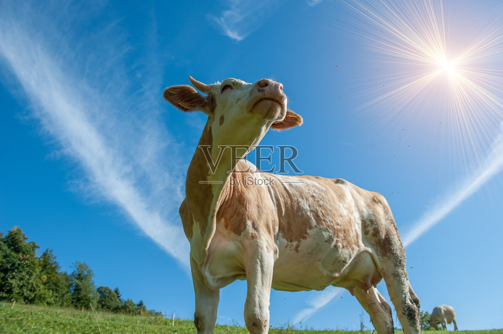 自由放牧的牛照片摄影图片