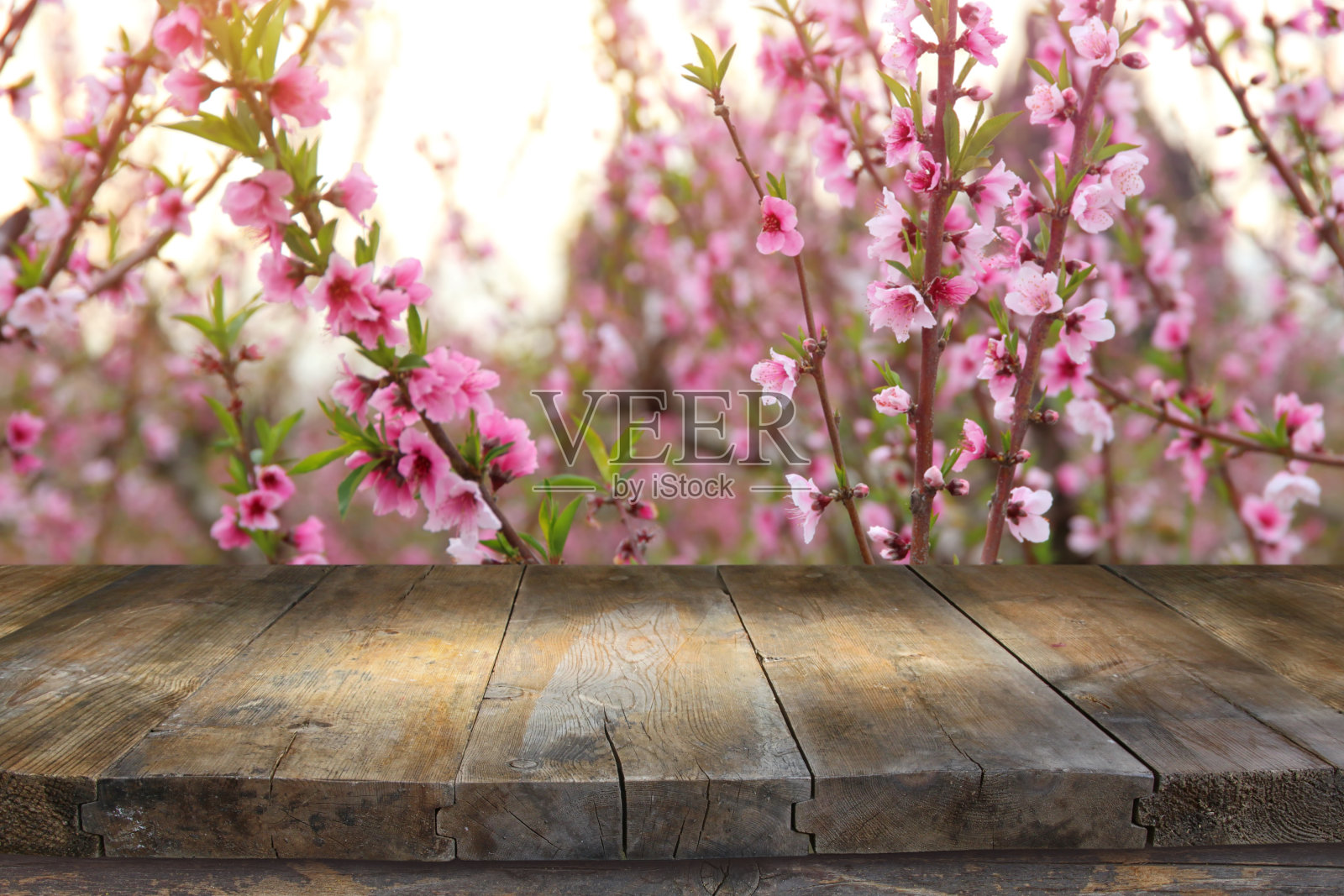 木桌前的春花树景观。产品展示与介绍照片摄影图片