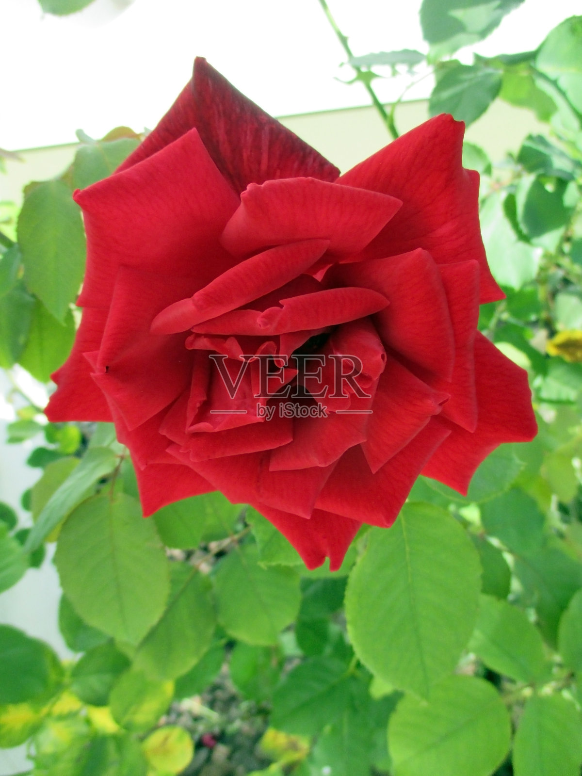 花园里的红玫瑰照片摄影图片