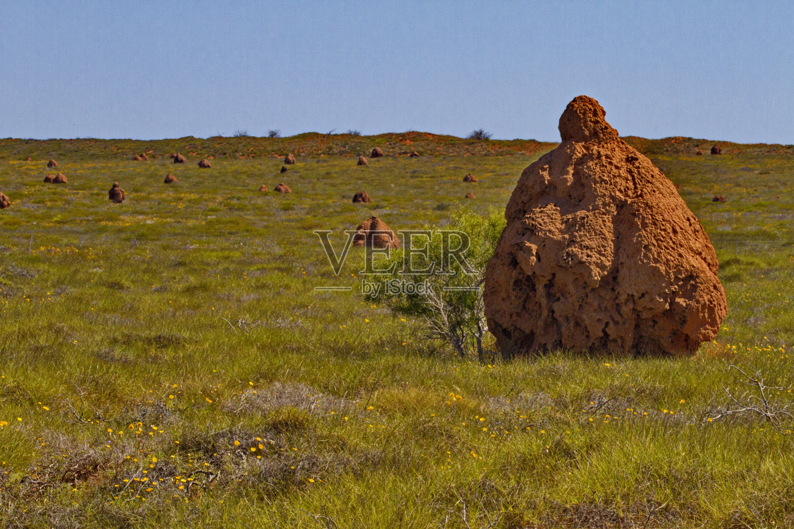 澳大利亚西部巨大的白蚁丘照片摄影图片