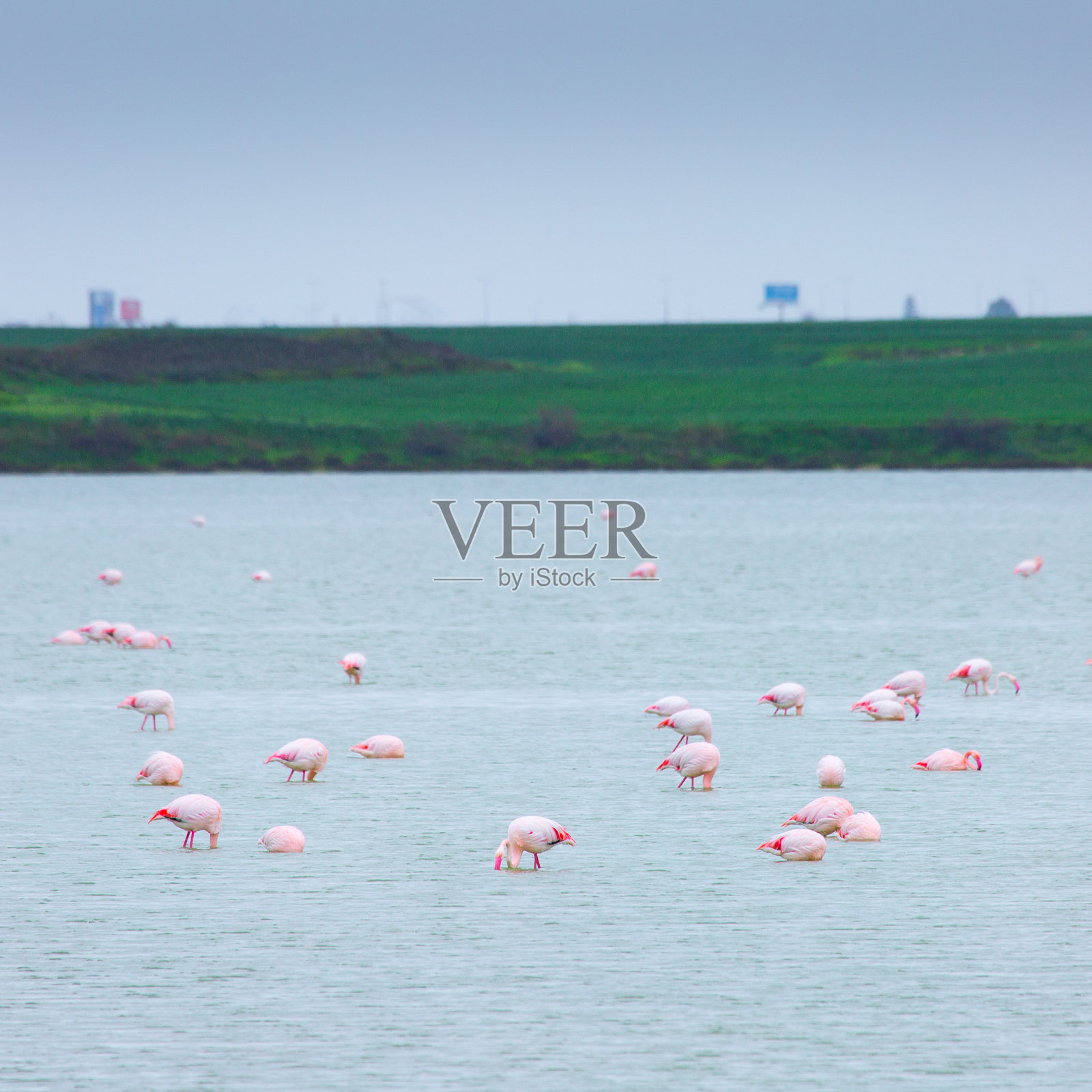 一群鸟儿在塞浦路斯拉纳卡市的盐湖上粉红色的火烈鸟照片摄影图片