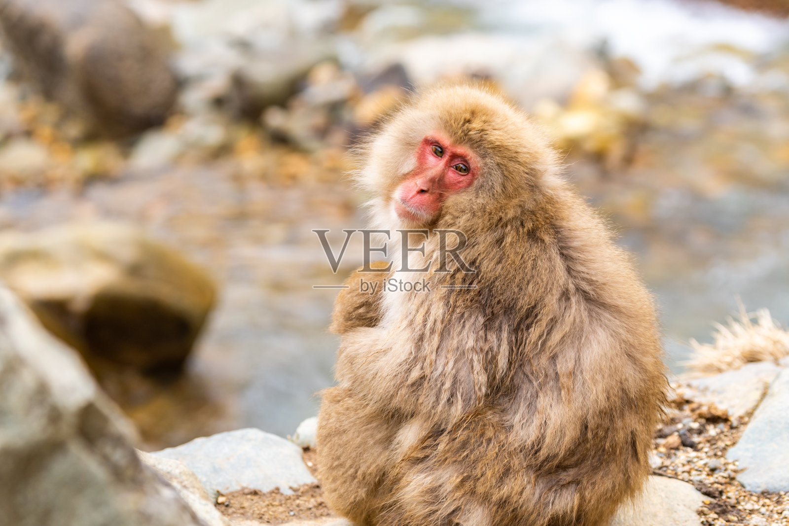 日本雪猴照片摄影图片