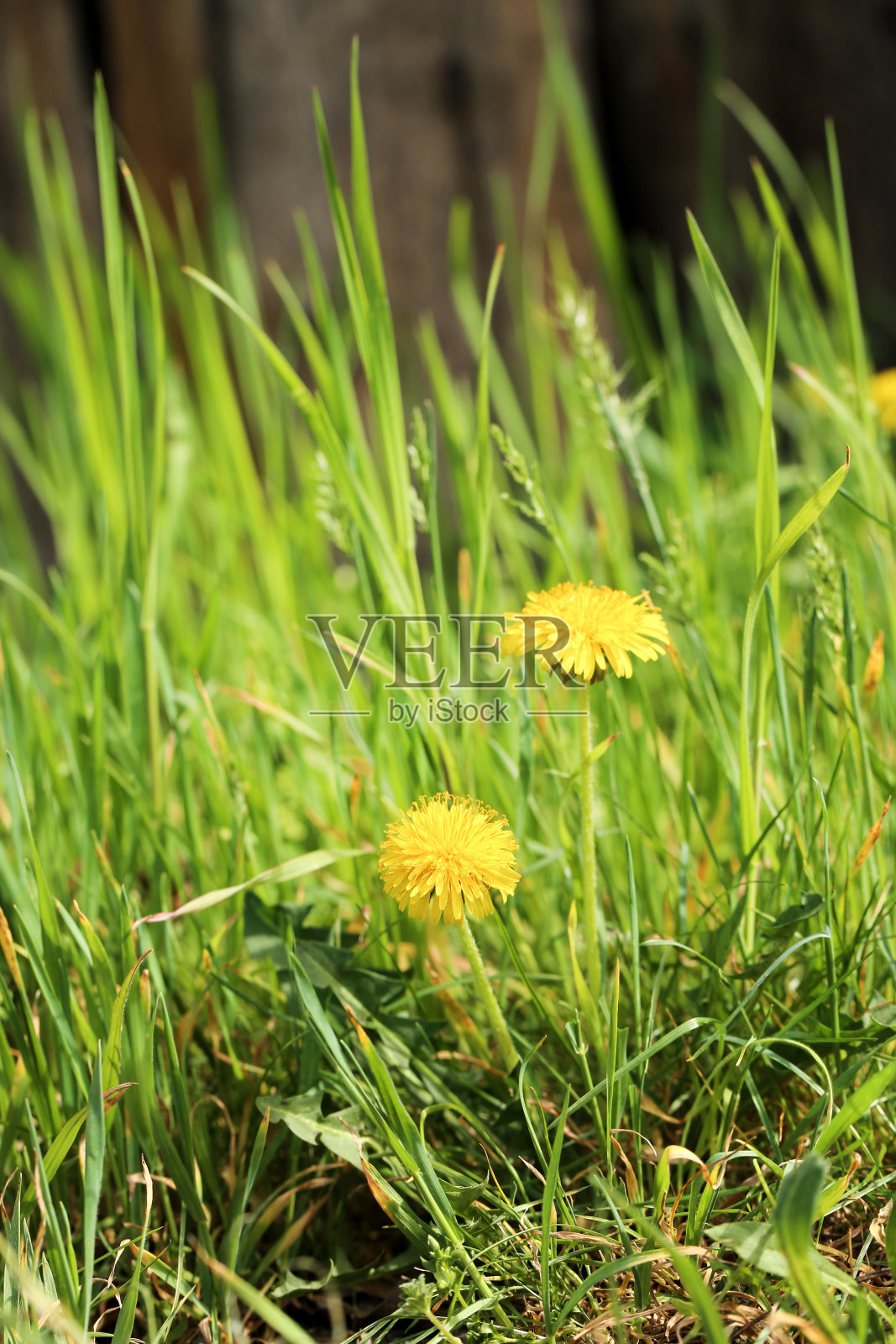 黄色的蒲公英花和绿色的草照片摄影图片