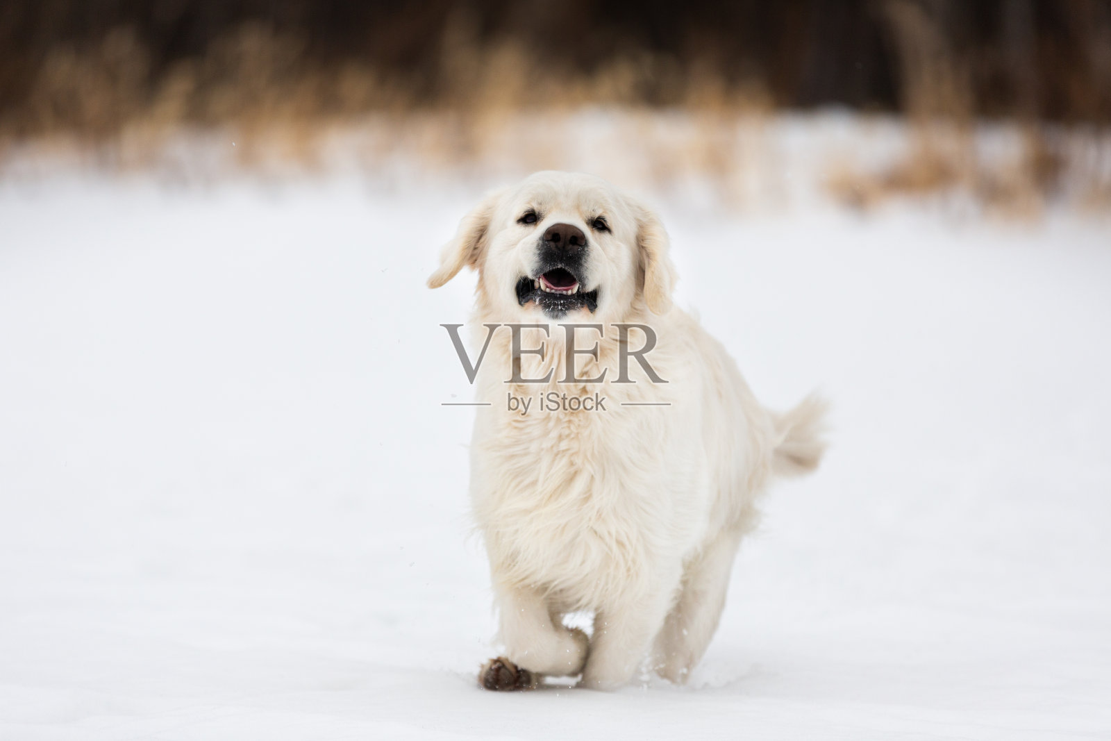 快乐而疯狂的金毛猎犬在冬天的田野里奔跑照片摄影图片