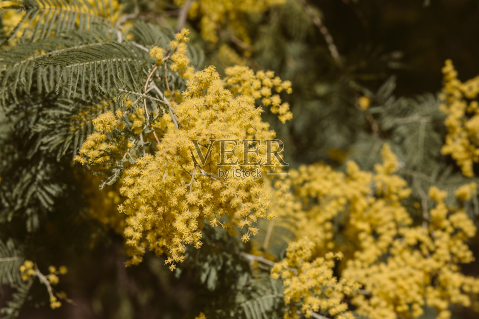 含羞草，金合欢黄花。春天的背景。近距离观看黄色含羞草花。照片摄影图片