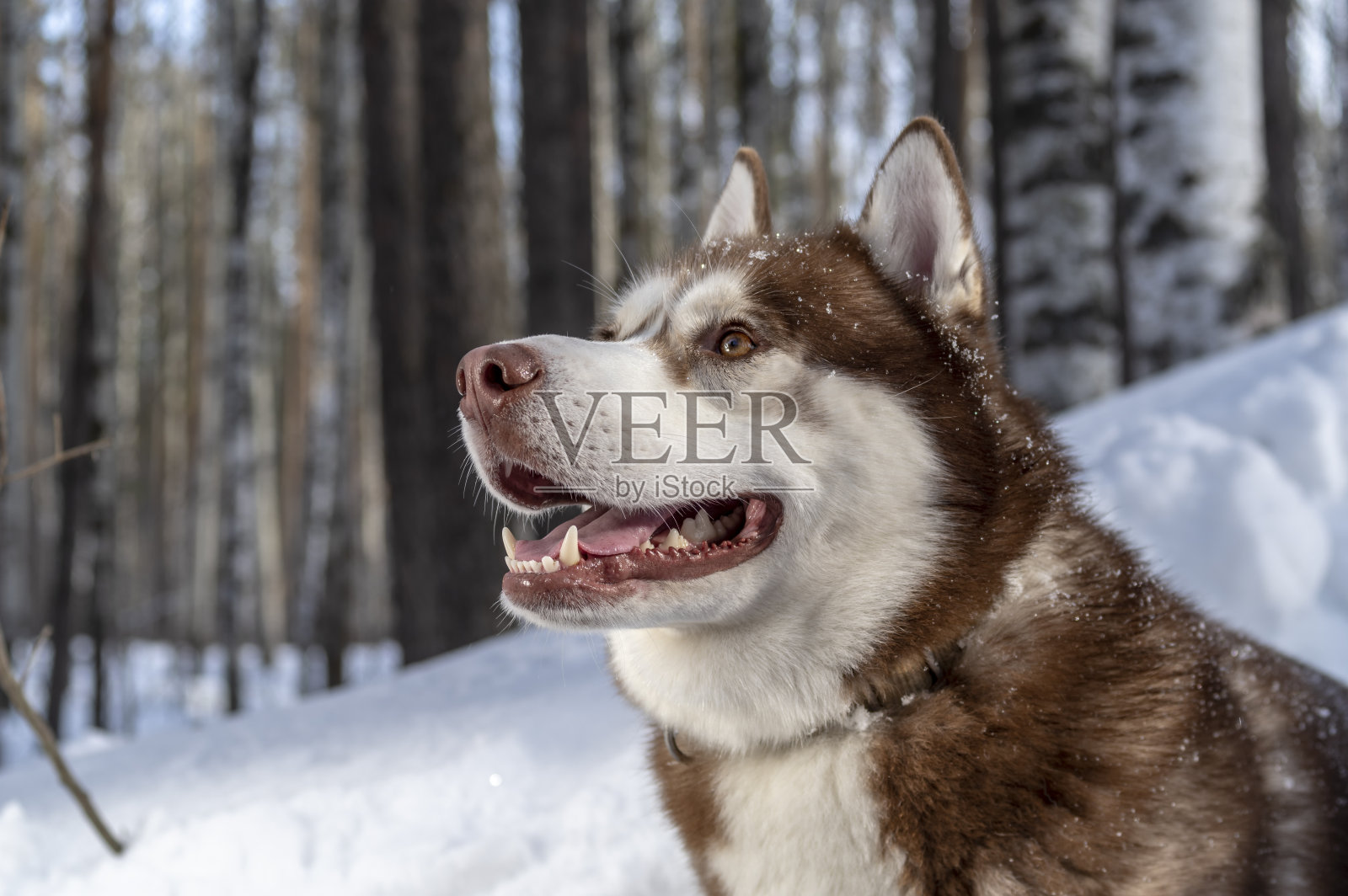 肖像西伯利亚哈士奇狗在森林背景在美丽的冬日雪后，而行走在大自然。照片摄影图片