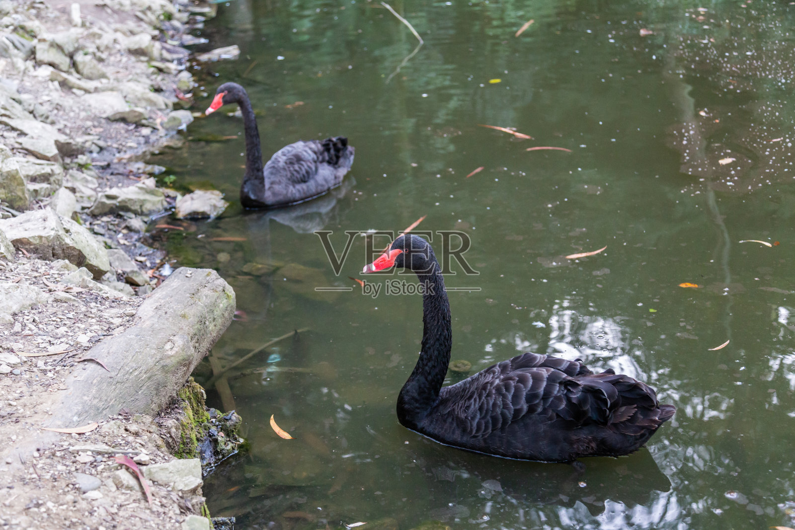 一只长着红嘴的骄傲黑天鹅正在索契植物园池塘的水面上游泳。俄罗斯照片摄影图片