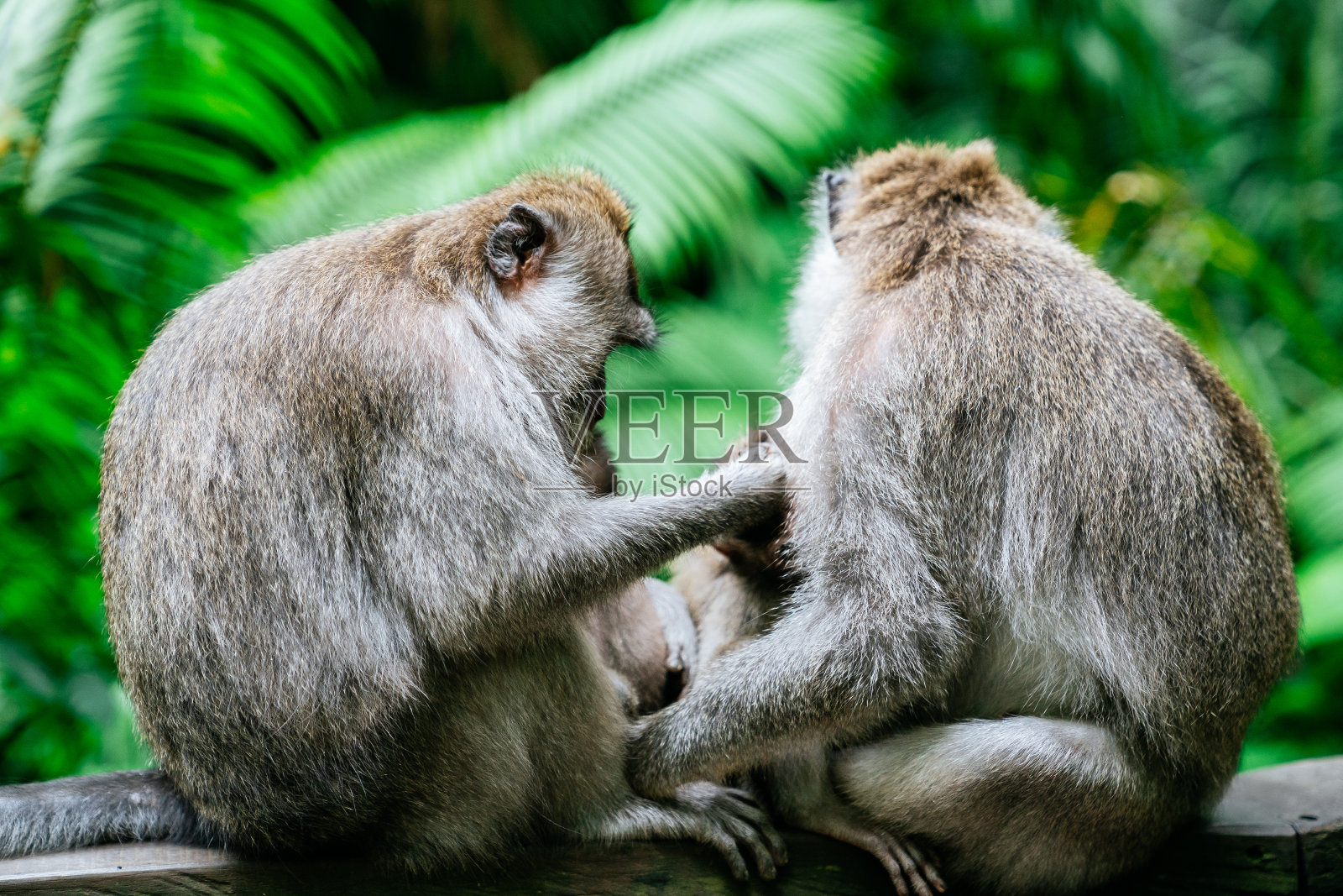 乌布圣猴森林里的猕猴照片摄影图片