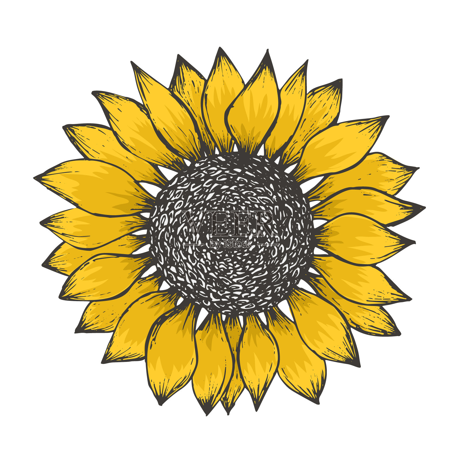 向日葵开花的彩色黄色素描设计元素图片