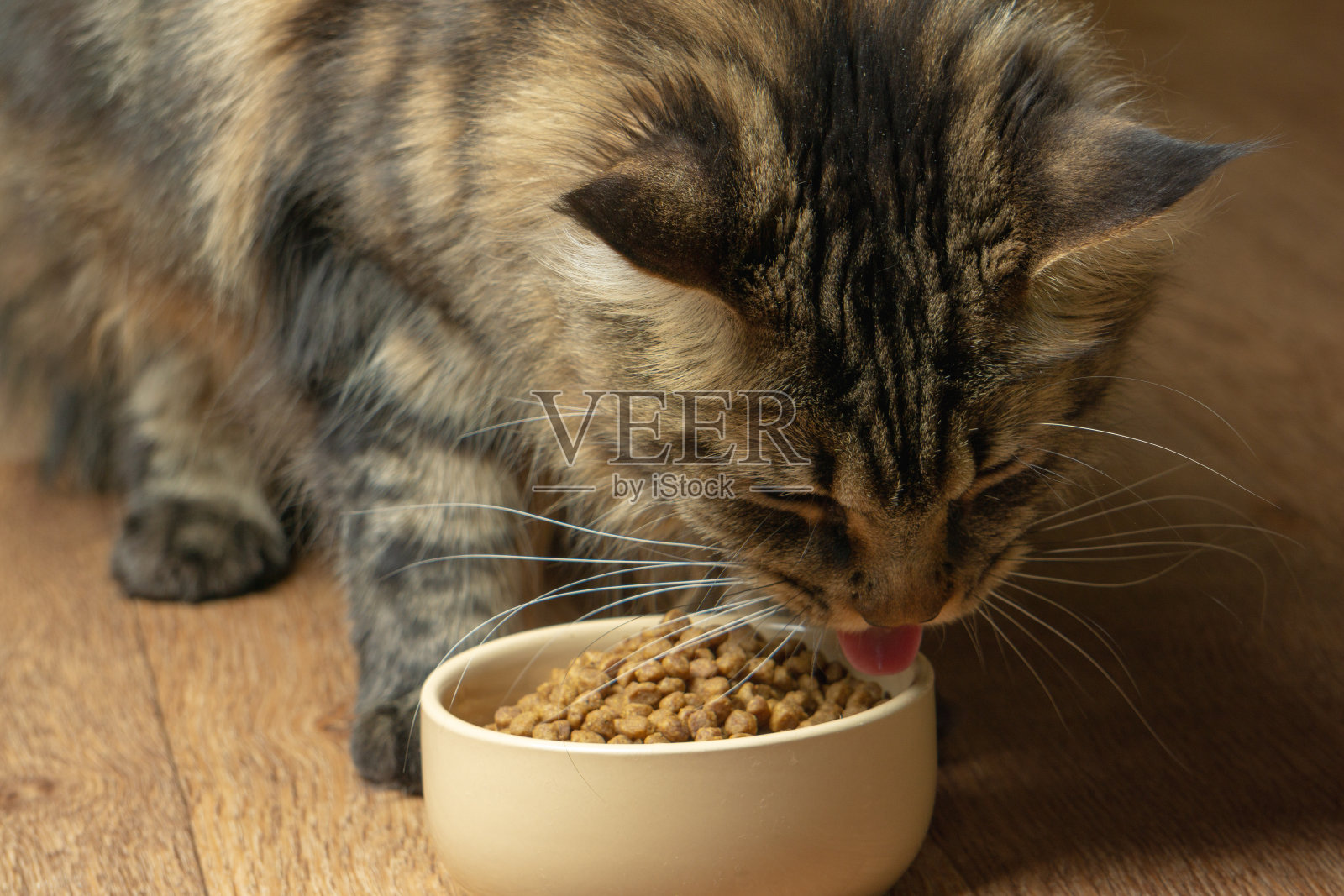 滑稽的缅因猫在舔碗里的食物特写照片摄影图片
