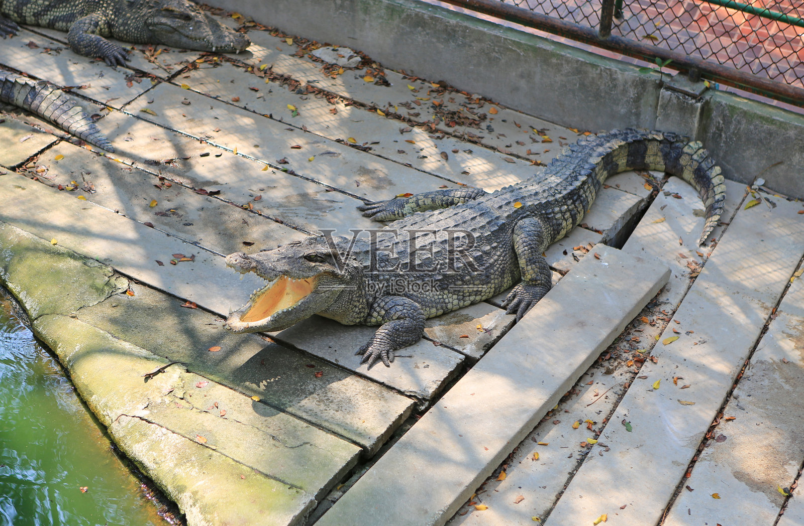 泰国农场里的鳄鱼。照片摄影图片