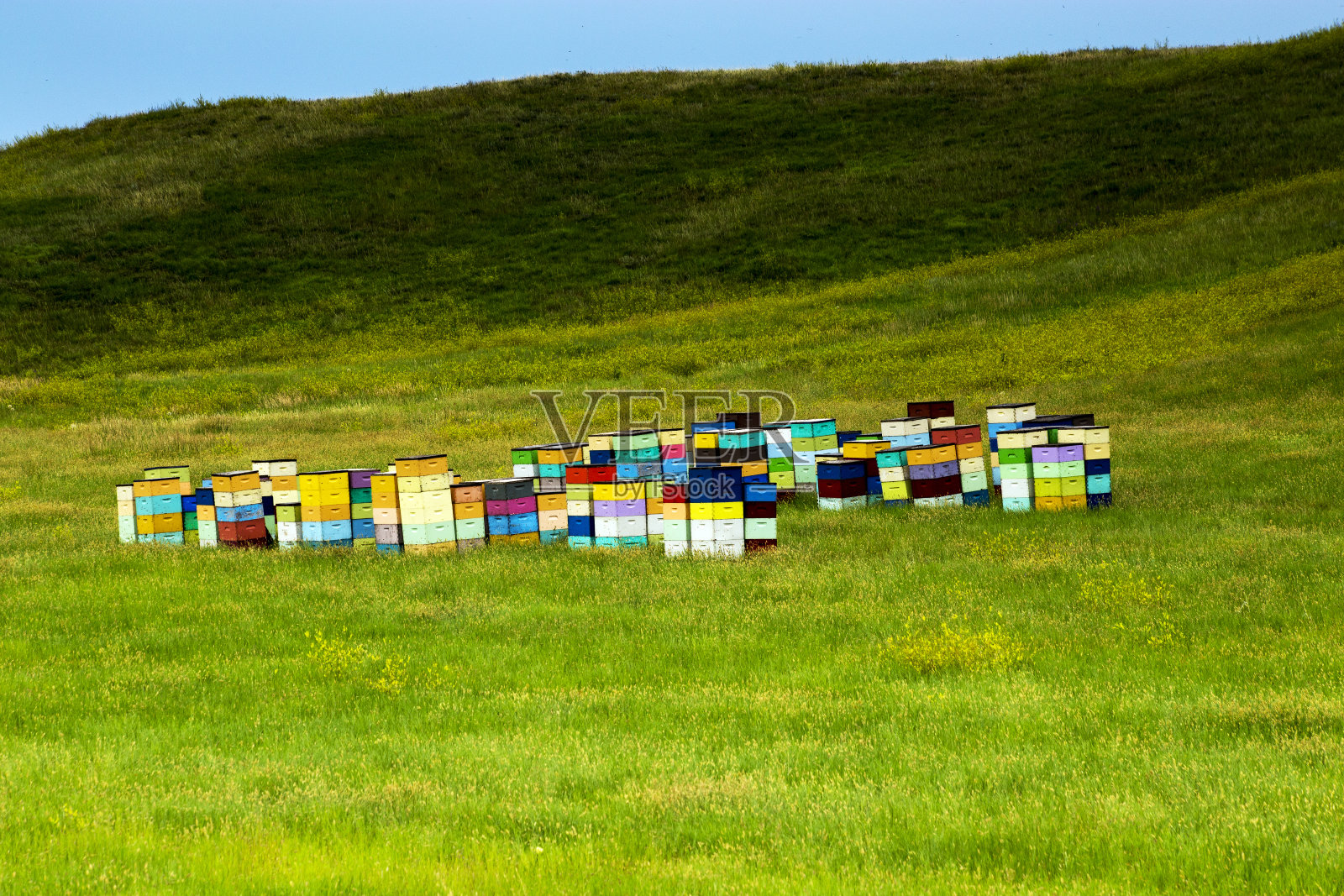 南达科他州卡斯特州立公园附近的南达科他州起伏的山丘上的彩色蜂箱照片摄影图片
