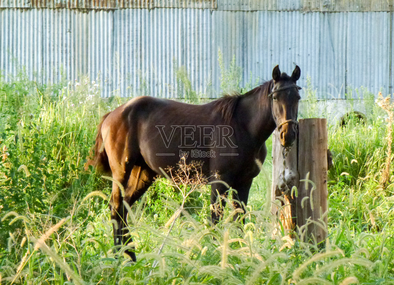 草地上的一匹马照片摄影图片