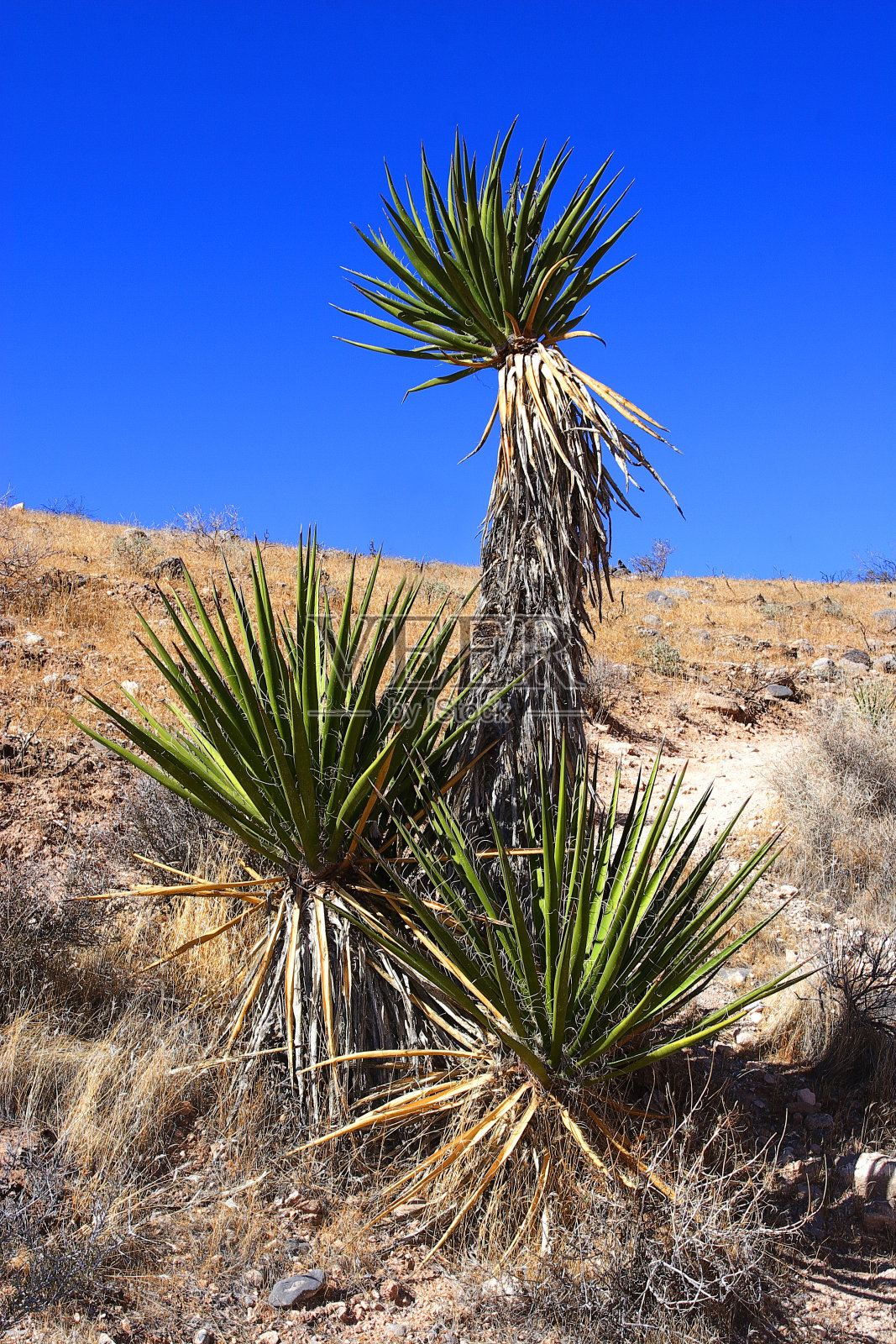 丝兰(丝兰)，常绿荒漠植物照片摄影图片
