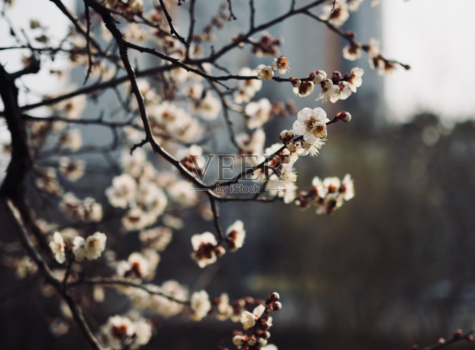 韩国的梅花风景照片摄影图片