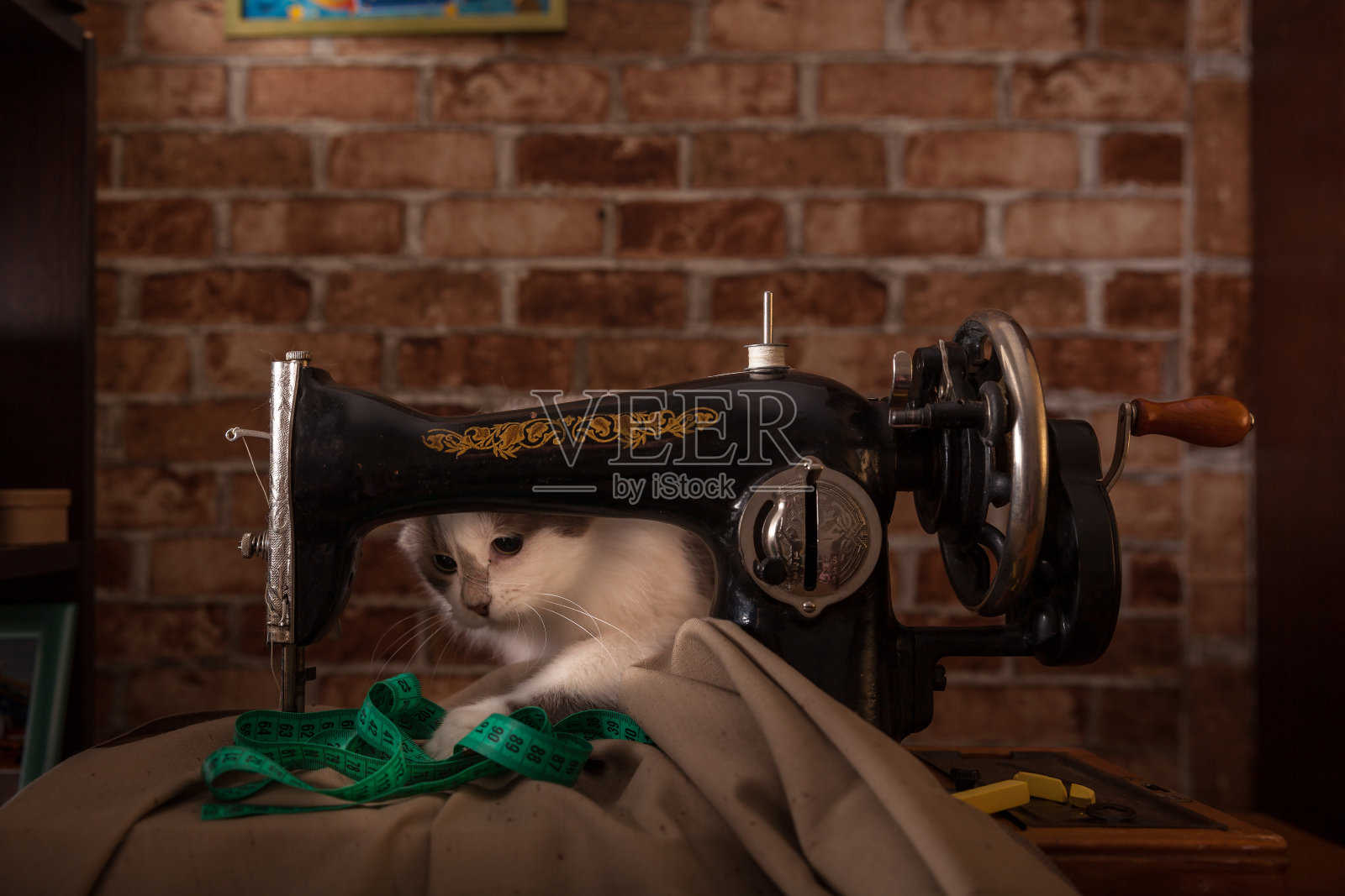 毛绒绒的猫玩着偷绿色的卷尺。裁缝车间。旧的缝纫机。照片摄影图片