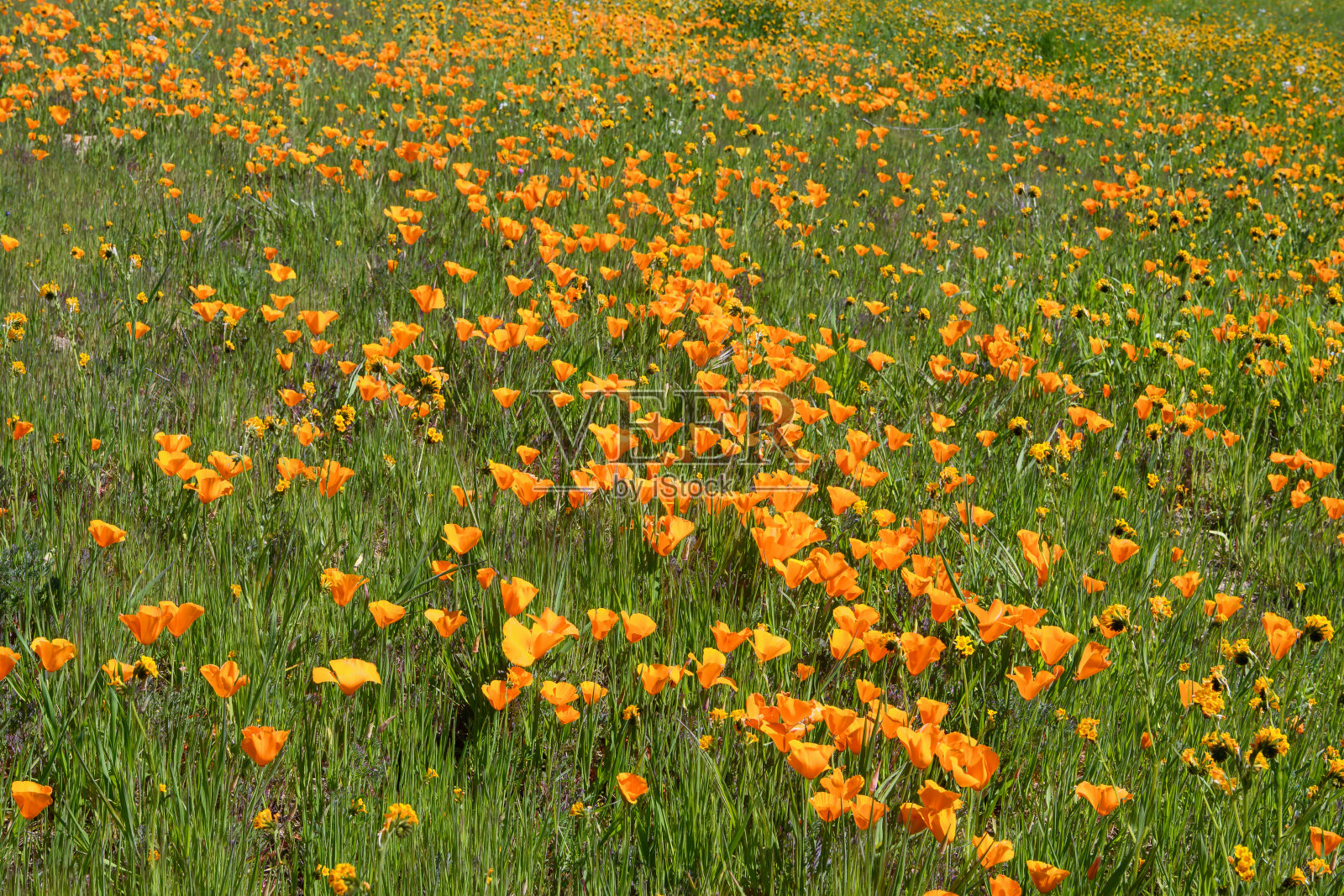 盛开的加利福尼亚野花的田野照片摄影图片