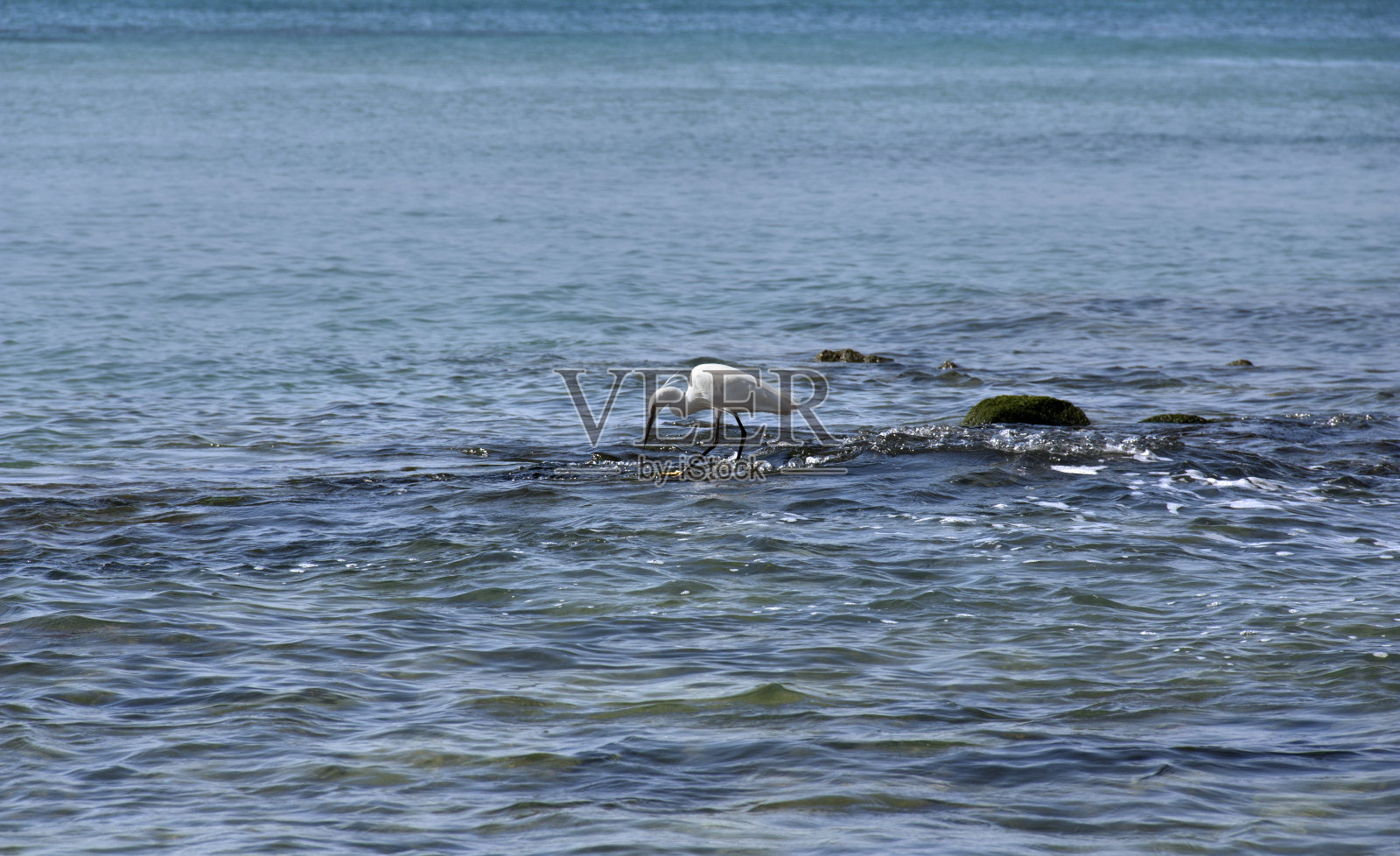 苍鹭在海里的石头上捕食照片摄影图片