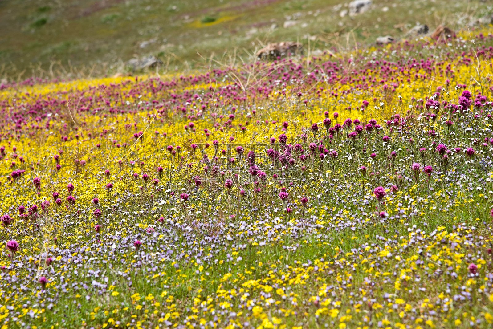 2019年3月，令人惊叹的充满活力的多彩加利福尼亚野花的近距离拍摄覆盖了加利福尼亚多山的山坡照片摄影图片
