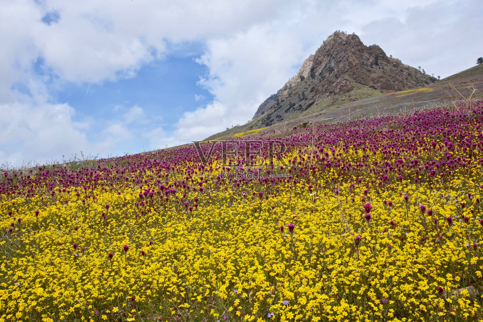 2019年3月，令人惊叹的充满活力的五彩斑斓的加州野花覆盖了加利福尼亚多山的山坡照片摄影图片