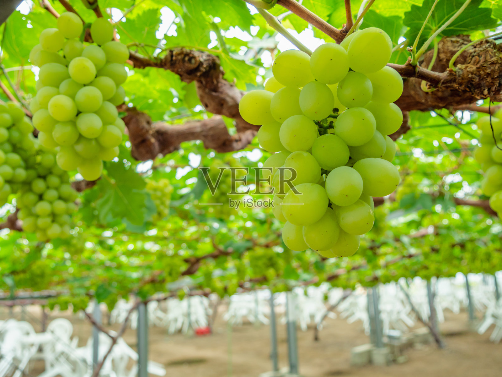 采摘葡萄。葡萄品种是“亚历山大麝香”。“亚历山大麝香”主要种植在日本冈山县。照片摄影图片