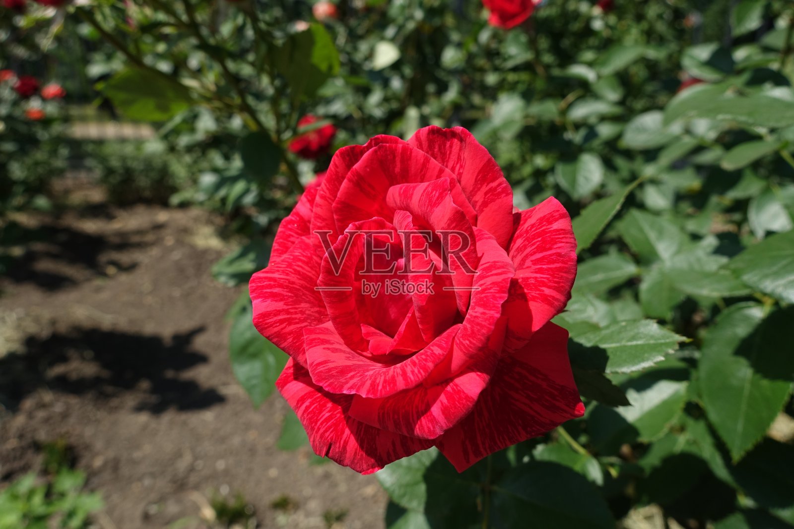 六月一朵红条纹玫瑰照片摄影图片