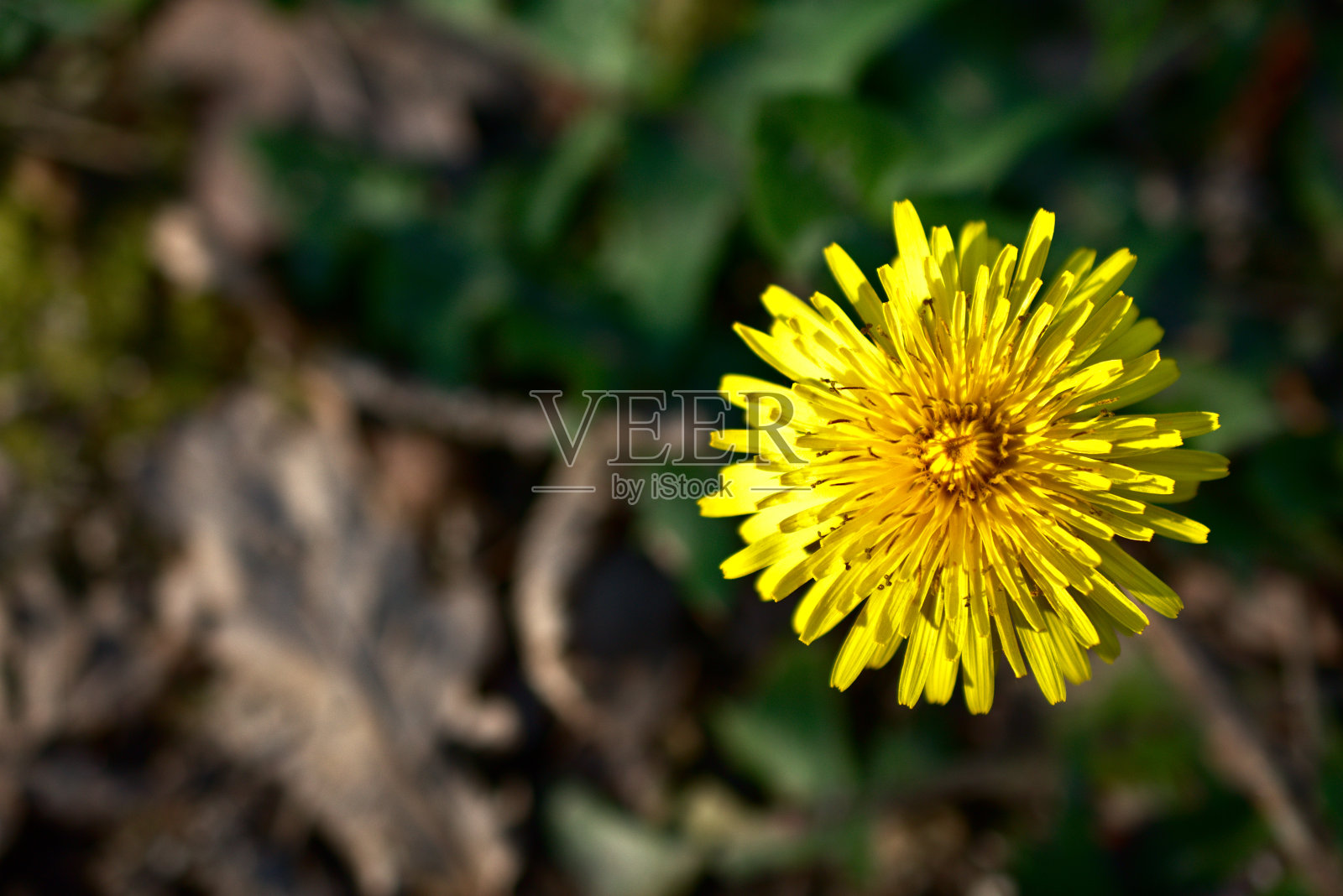 黄色菊科复合花，自然背景照片摄影图片